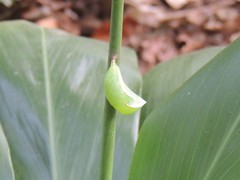 Brassolini