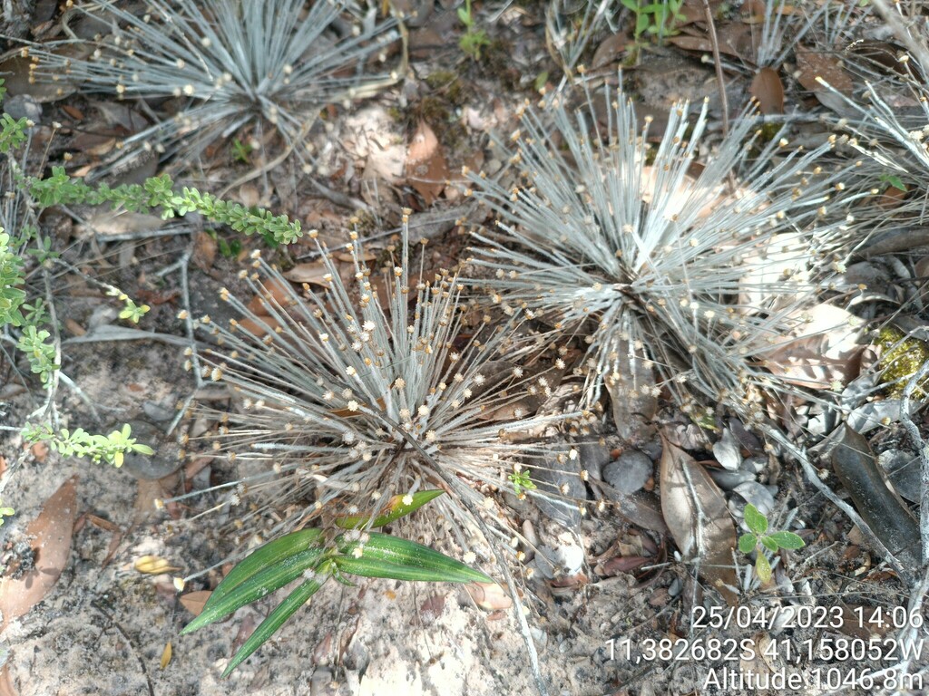 Comanthera bahiensis