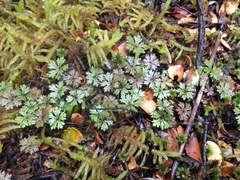 Hydrocotyle dissecta