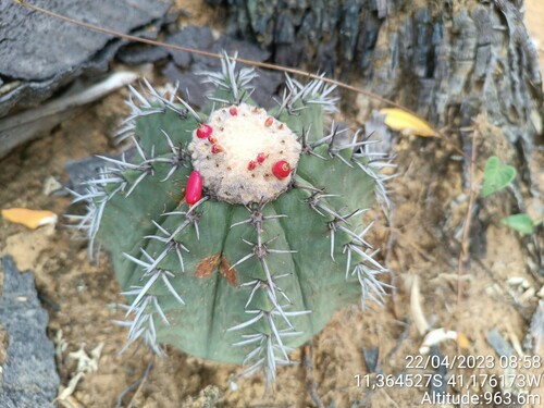 Melocactus glaucescens