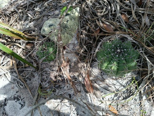 Melocactus glaucescens