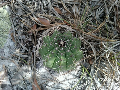 Melocactus glaucescens