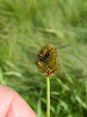 Carex microptera