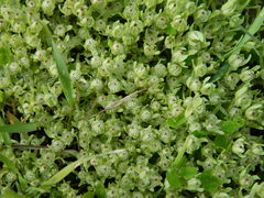 Psilocarphus elatior