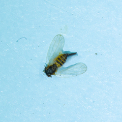 Ctenarytaina eucalypti