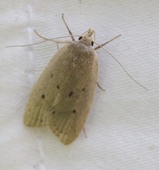 Ironopolia sobriella