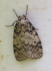 Hectobrocha subnigra