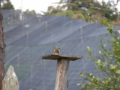 Saltator atripennis atripennis