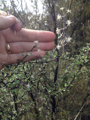 Olearia virgata