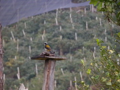 Saltator atripennis atripennis