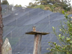 Saltator atripennis atripennis