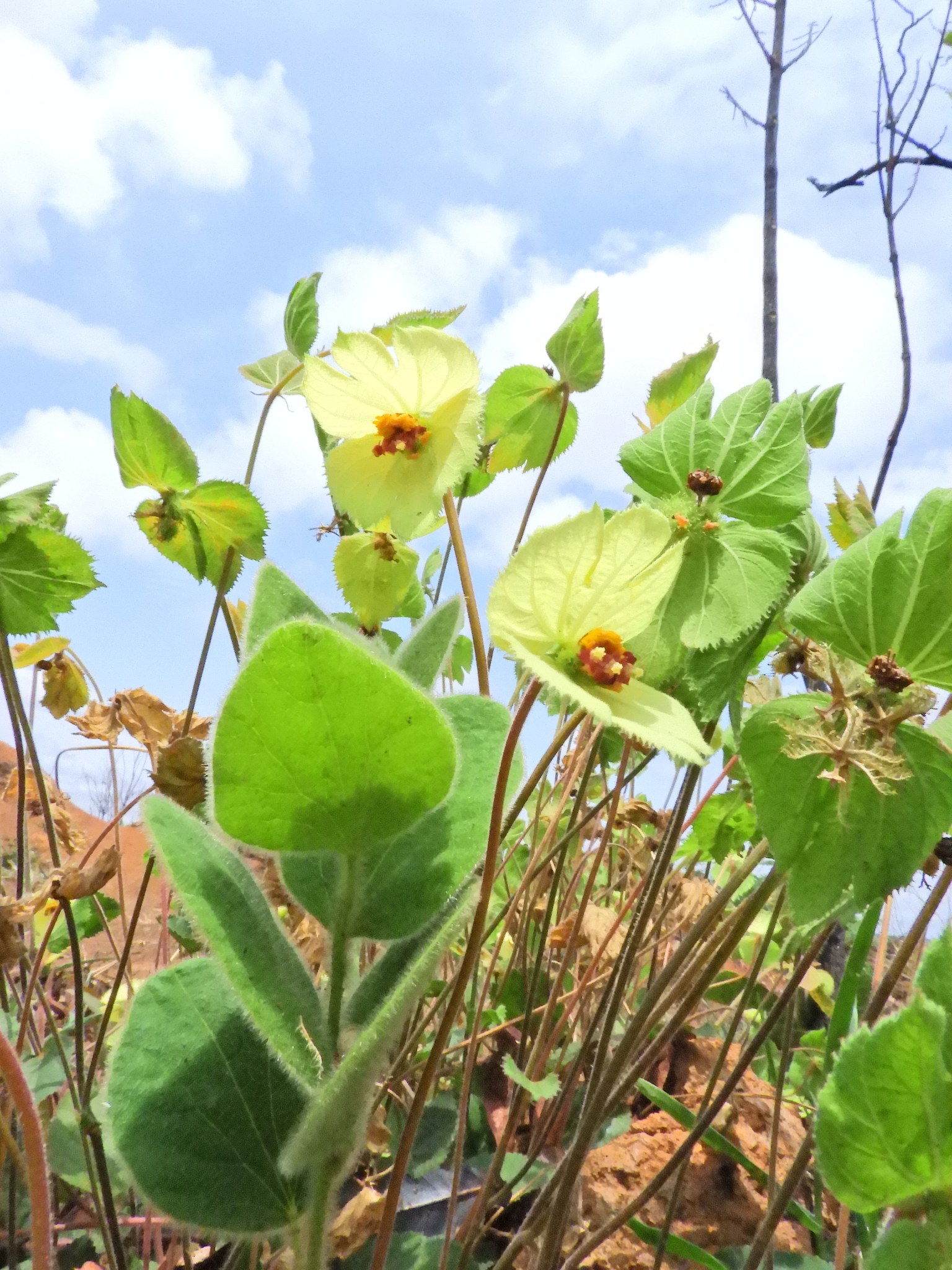 Dalechampia humilis