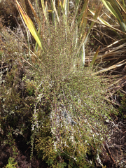 Olearia virgata