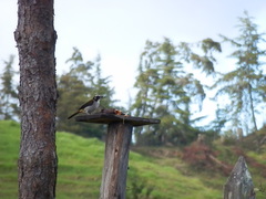 Saltator atripennis atripennis