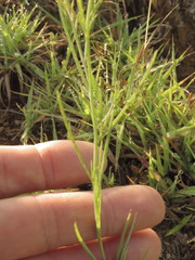 Porophyllum linaria
