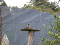 Saltator atripennis atripennis