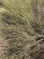 Ephedra californica