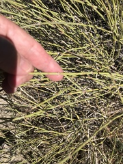 Ephedra californica
