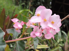 Begonia bracteosa