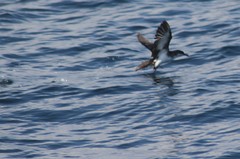 Puffinus lherminieri