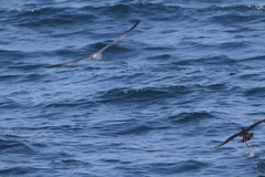 Puffinus lherminieri