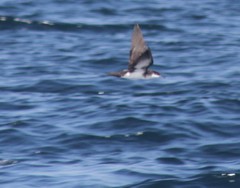 Puffinus lherminieri