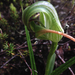 Pterostylis patens - Photo (c) Tim Park, some rights reserved (CC BY-SA), uploaded by Tim Park