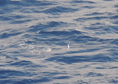 Cheilopogon melanurus