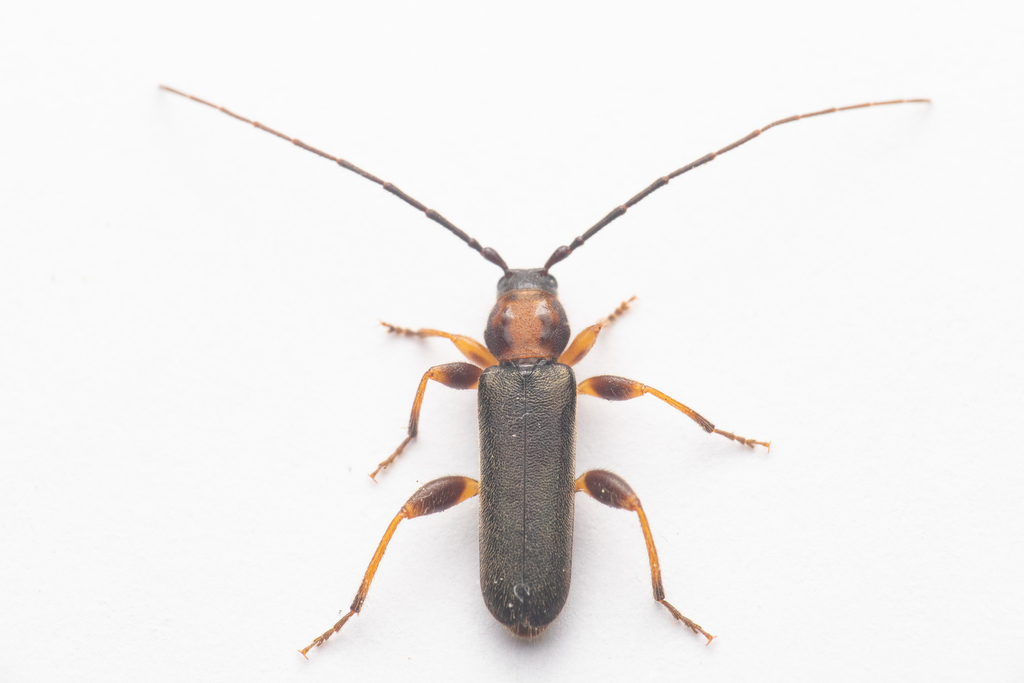 Phymatodes lividus