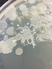 Bacillus
