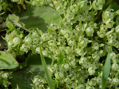 Psilocarphus elatior