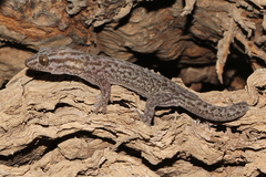 Gehyra versicolor