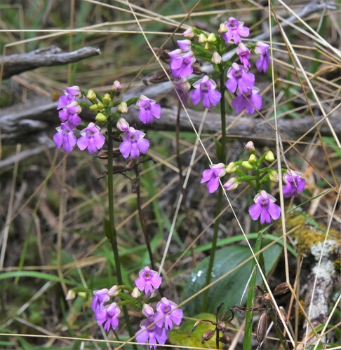 Physoceras