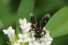 Frieseomelitta nigra