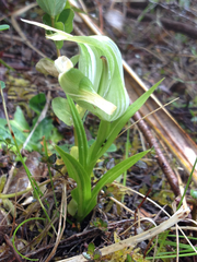 Pterostylis patens