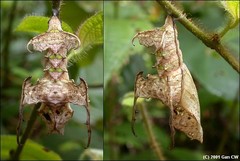 Vindula dejone erotella