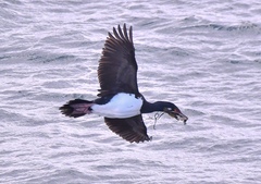 Leucocarbo magellanicus