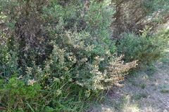 Pomaderris oraria