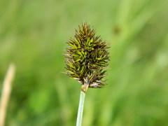 Carex microptera
