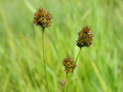 Carex microptera