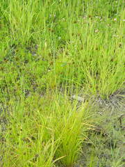 Carex microptera