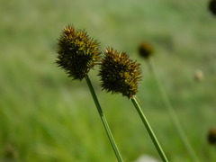 Carex microptera