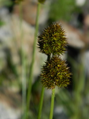 Carex microptera