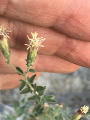 Brickellia frutescens
