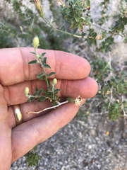 Brickellia frutescens
