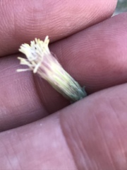 Brickellia frutescens
