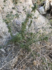 Brickellia frutescens