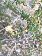 Brickellia frutescens