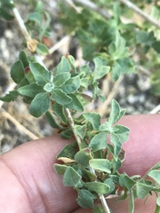 Brickellia frutescens