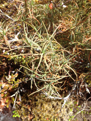 Dracophyllum recurvum